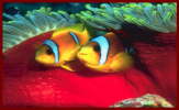 Clown fish