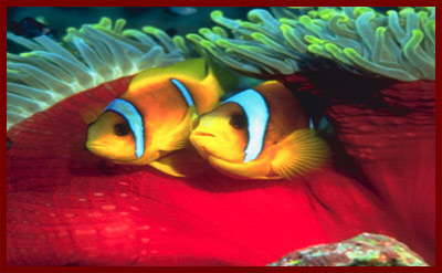 Clown fish