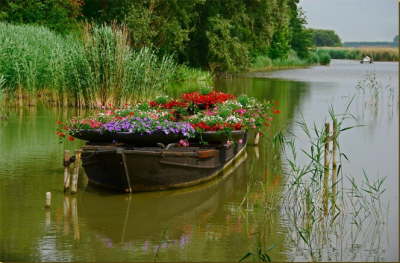 flower boat_thumb[4]