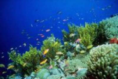 Calimera Golden Beach Hurghada-diving