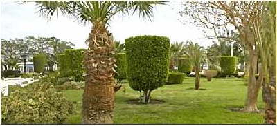 Grand Resort Hurghada-garden