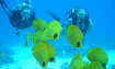 Le Meridien Makadi bay Hotel-Diving