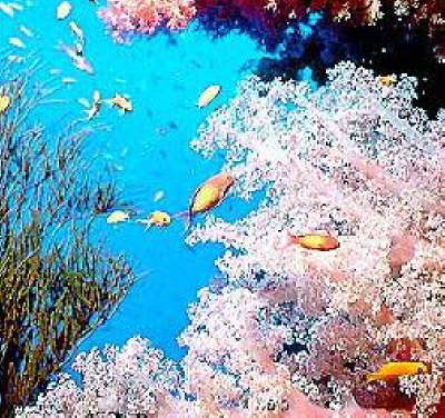 Helnan Marina Sharm-nicediving