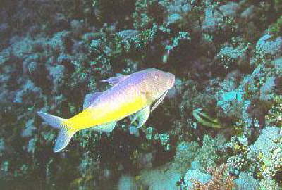 Helnan Marina Sharm-nicefish2