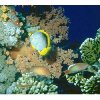 Hilton Water Falls Sharm-Diving