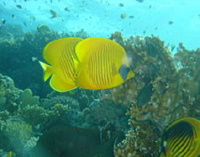 New Fantazia Hotel-Diving