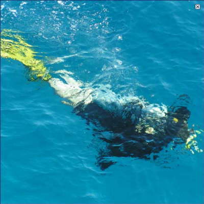 Savoy Sharm Hotel-watersport1