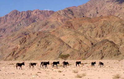 Sharm Reef Hotel-donkeys-big