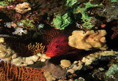 Sinai Grand Resort Sharm-diving2