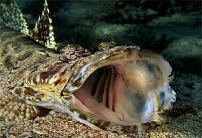 Sinai Grand Resort Sharm-diving3