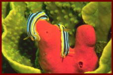 Animal and Marine life Sharm El Sheikh1