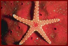 Animal and Marine life Sharm El Sheikh2