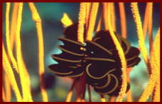 Animal and Marine life Sharm El Sheikh3