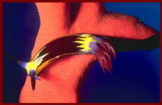 Animal and Marine life Sharm El Sheikh5