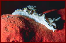 Animal and Marine life Sharm El Sheikh6