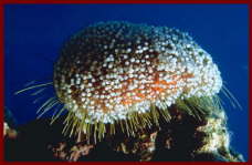 Animal and Marine life Sharm El Sheikh7