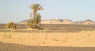 Baharia Black desert Egypt 4
