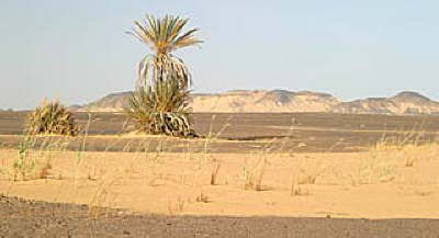 Baharia Black desert Egypt 4