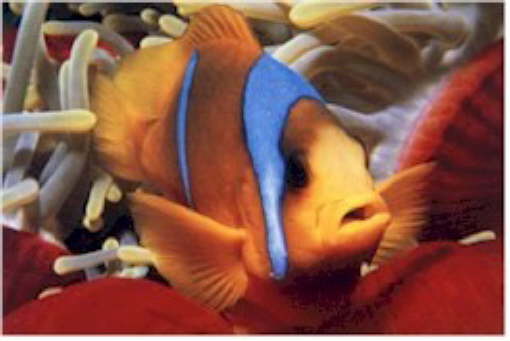 FISH