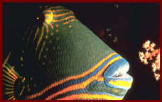 Fish at Sharm El Sheikh 1