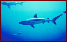 Fish at Sharm El Sheikh 10