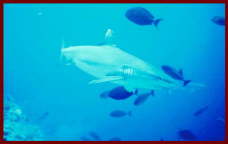 Fish at Sharm El Sheikh 11