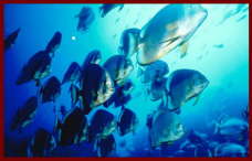 Fish at Sharm El Sheikh 13