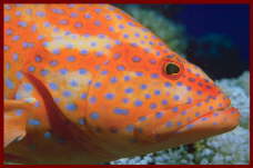 Fish at Sharm El Sheikh 14