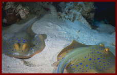 Fish at Sharm El Sheikh 15