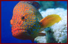 Fish at Sharm El Sheikh 19