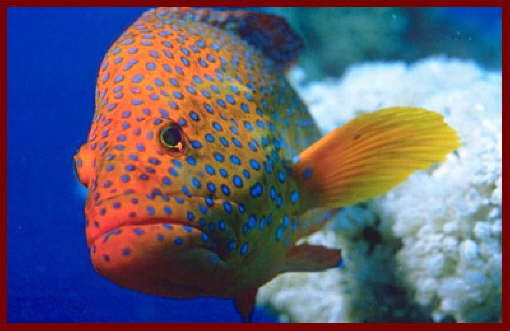 Fish at Sharm El Sheikh 19