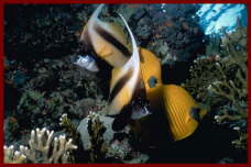 Fish at Sharm El Sheikh 2