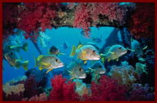 Fish at Sharm El Sheikh 20