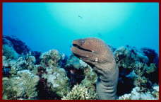 Fish at Sharm El Sheikh 3