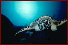 Fish at Sharm El Sheikh 4