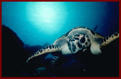 Fish at Sharm El Sheikh 4
