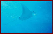 Fish at Sharm El Sheikh 5