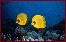 Fish at Sharm El Sheikh 6