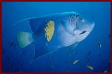 Fish at Sharm El Sheikh 7