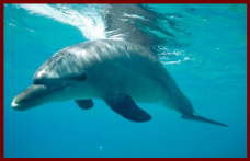 Fish at Sharm El Sheikh 8