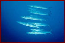 Fish at Sharm El Sheikh 9