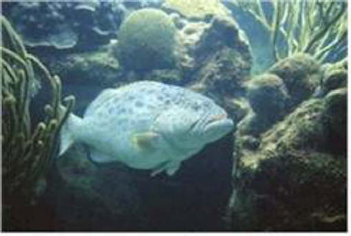 Hurghada Egypt1