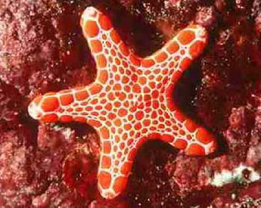 STAR3