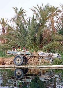 Siwa Oasis, Egypt 12