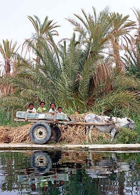 Siwa Oasis, Egypt 12