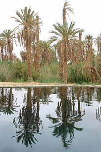 Siwa Oasis, Egypt 13