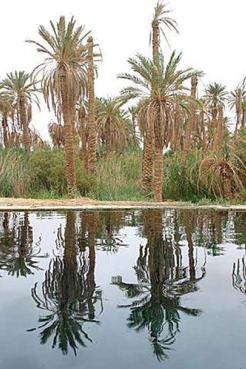 Siwa Oasis, Egypt 13