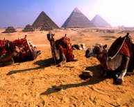 cairo_camels
