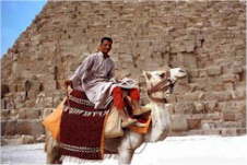 camel