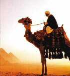 camel by the pyramid